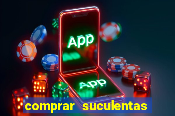 comprar suculentas direto do produtor
